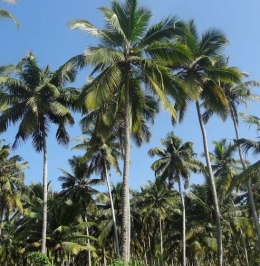 Pohon kelapa (foto dari bobo.grid.id)