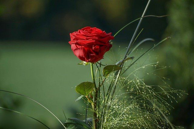 Ilustrasi Mawar Merah (sumber gambar: pixabay.com)