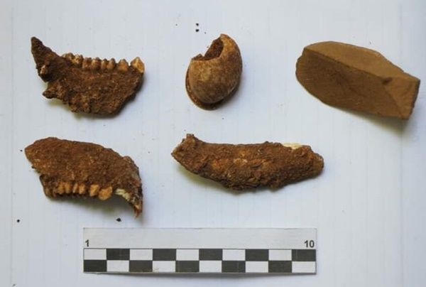 Benda temuan hasil ekskavasi (Foto: Balai Arkeologi Yogyakarta)