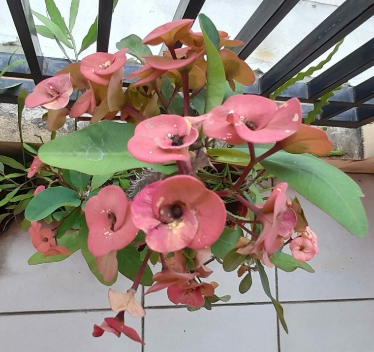 Dokpri Euphorbia koleksiku foto 3