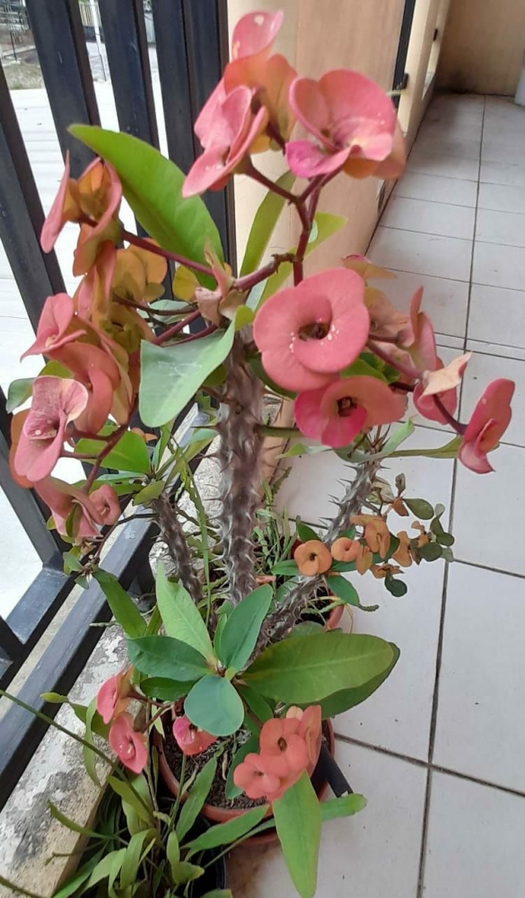 Dokpri Euphorbia koleksiku foto 2