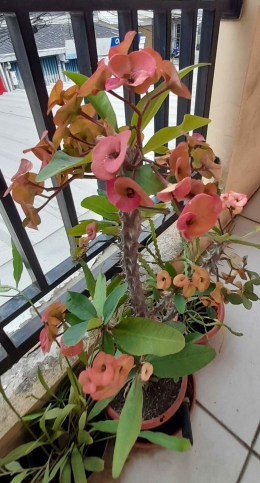Dokpri Euphorbia koleksiku foto 1