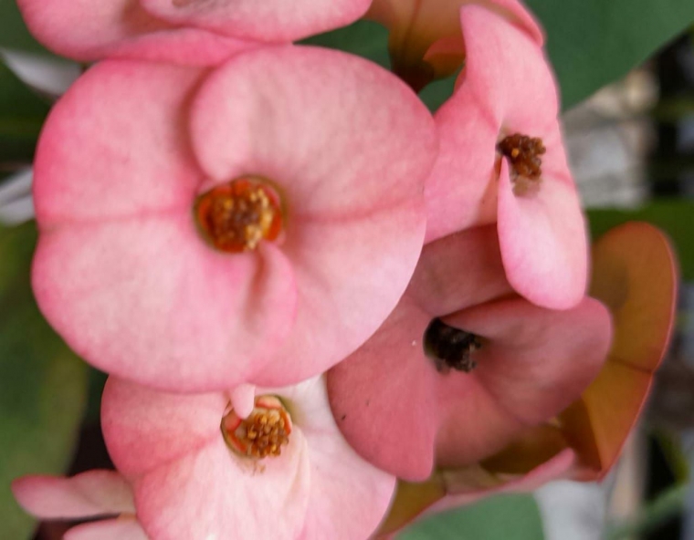 Dokpri Euphorbia koleksiku foto 5