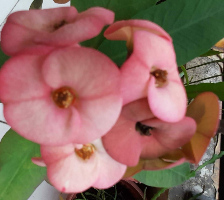 Dokpri Euphorbia koleksiku foto 4