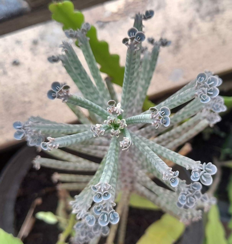Dokpri: Kalanchoe delagoensis. Photo 6