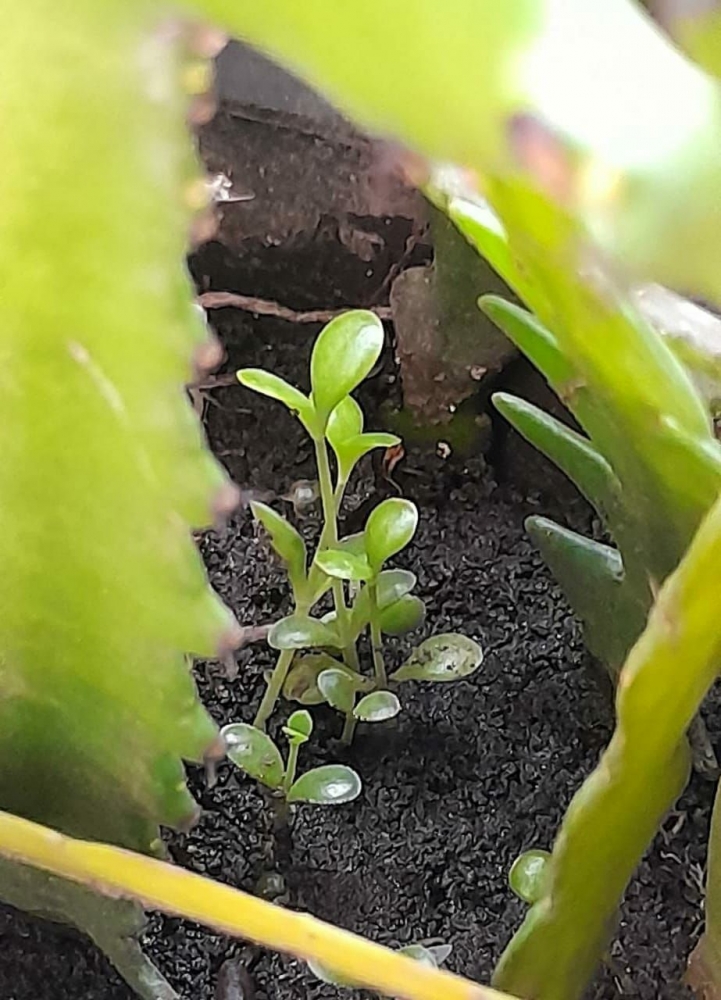 Dokpri: Kalanchoe delagoensis. Photo 5