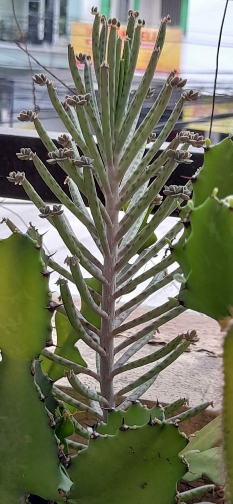 Dokpri: Kalanchoe delagoensis. Photo 4
