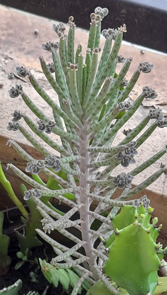Dokpri: Kalanchoe delagoensis. Photo 3