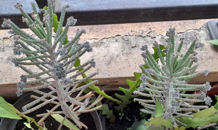 Dokpri: Kalanchoe delagoensis. Photo 2