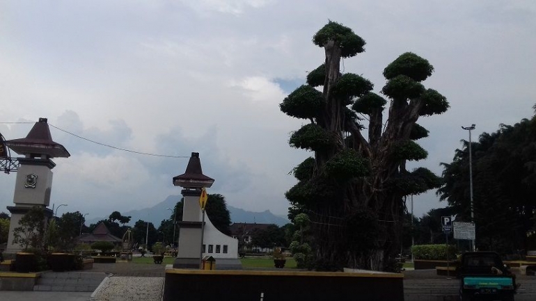 Bonsai Pohon Beringin Raksasa (Dokpri)