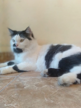 Foto kucing milik Tutik A (dokpri)