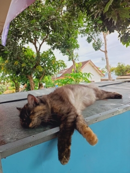 Foto kucing milik Hestin H yang tidur di gerobak (dokpri)
