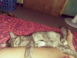 Foto kucing milik Hestin H yang memeluk betis sang suami saat tidur (dokpri)