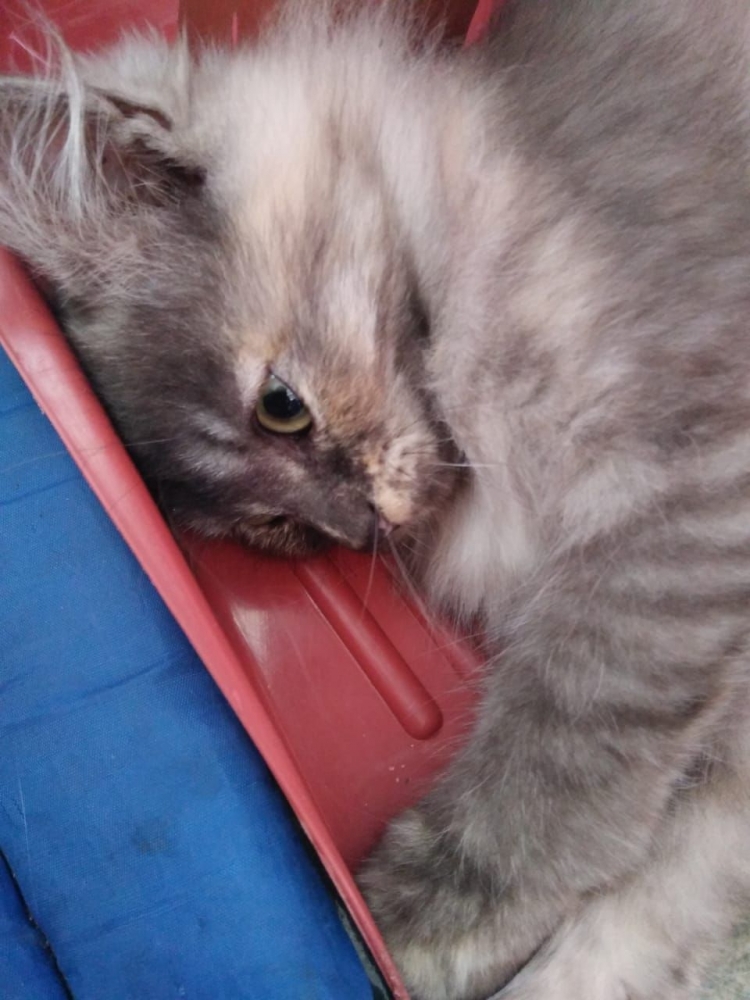 Tingkah imut kucing milik Hestin H yang tidur di sekop (dokpri)