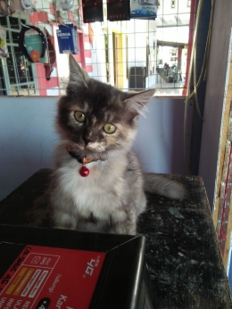 Foto kucing milik Hestin H sedang duduk di etalase (dokpri)