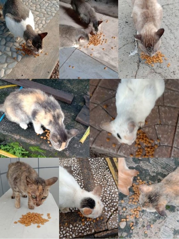 Stray Purr Club dan Stray Cat Defender