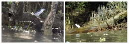 Sampah yang terbawa oleh aliran air. Kasihan para penghuni mangrove (foto: dok. pribadi))