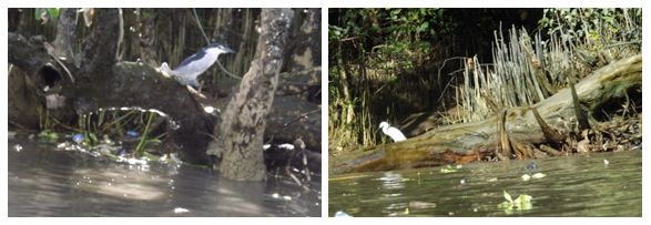 Sampah yang terbawa oleh aliran air. Kasihan para penghuni mangrove (foto: dok. pribadi))