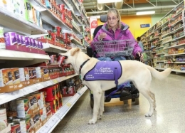 Service dog yang membantu pemiliknya berbelanja di supermarket | Foto diambil dari Dailyecho.co.uk