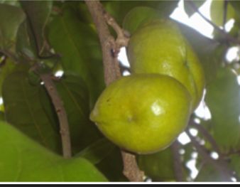 Gambar dari forestryinformation.wordpress.com