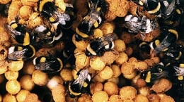 Kumpulan Lebah