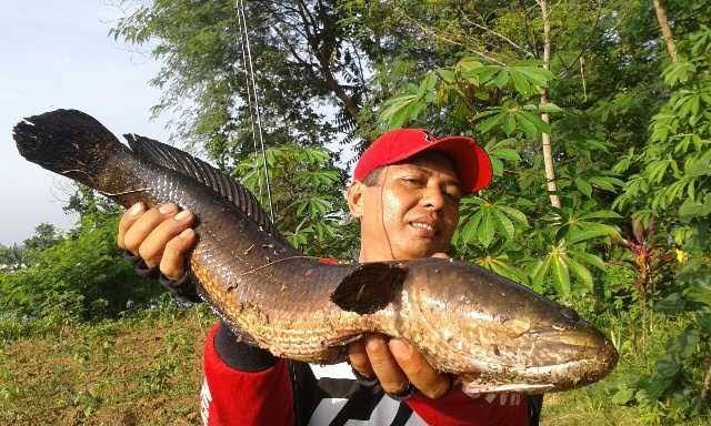 Spot mancing Sarang gabus monster itu bernama Leuwi Goong - Karawang ... (Dokpri)