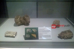 Fosil kuda nil di Museum Nasional (Foto: merahputih.com)