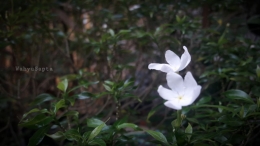 Bunga Sabrina yang putih bersih di sela hijaunya daun. | Foto: Wahyu Sapta.
