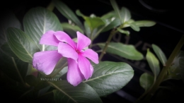 Bunga Tapak Dara berwarna ungu. Meski kecil, tetap indah. | Foto: Wahyu Sapta.