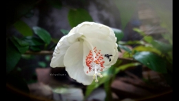 Bunga Sepatu Putih. Indah, ketika bercanda dengan serangga. | Foto: Wahyu Sapta.