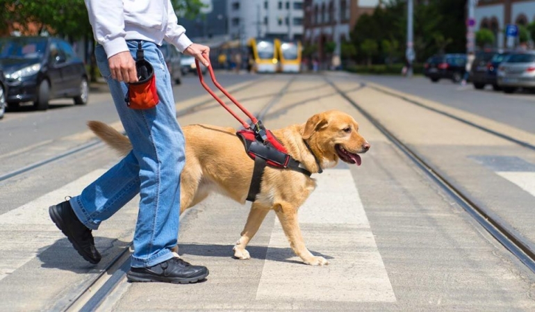 Service dog yang membantu pemiliknya menyeberangi jalan | Foto diambil dari Lightstream