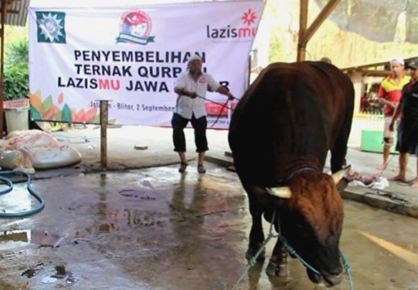 Zainul Muslimun mempraktikkan cara menyembelih hewan. Foto: pwmu