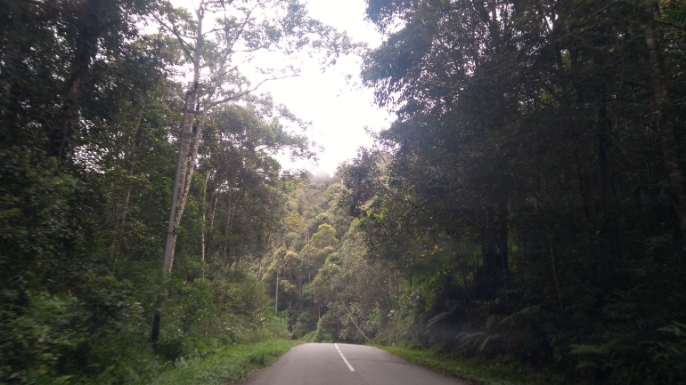 Hutan lebat di kanan kiri jalan poros Palolo-Napu yang berupakan bagian dari TN Lore Lindu di Sulawesi Tengah (Foto: @Hanom Bashari)