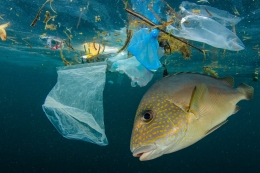 Gambar 4. Laut yang Tercemar (sumber: eljohnnews.com)