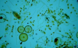 Gambar 6. Fitoplankton yang Ada di Laut (sumber: idntimes.com)
