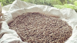 Biji kopi paseban yang telah dijemur (green bean) dan siap di roasting (sumber foto: instagram warmak holik).