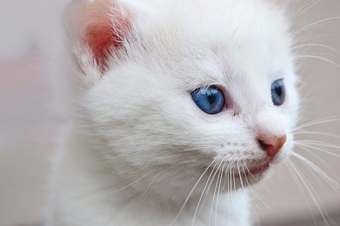ilustrasi anak kucing. (Sumber:Pixabay)