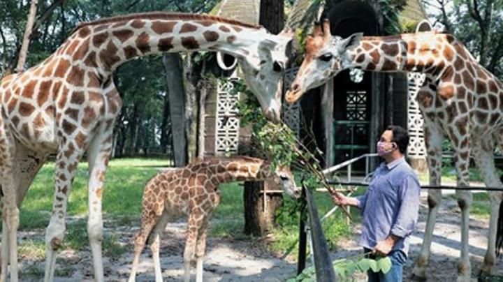 Pak Anies menonton keluarga jerapah di KB Ragunan (Foto: tempo.co/Instagram @aniesbaswedan)