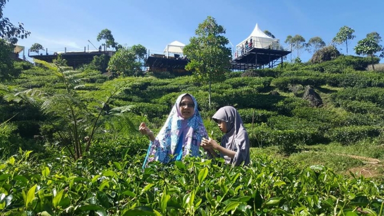 Kebun teh di sekeliling Situ Patenggang. Tampak tenda glamping dan restoran berbentuk perahu di kejauhan. | dokpri
