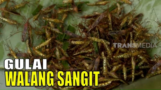 Olahan Gulai Walang Sangit, Konon Kandungan Protein Serangga Lebih Tinggi dari Daging Sapi | You Tube Trans 7