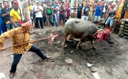 Keterangan Foto: Kerbau hewan kurban yang digunakan dalam ritual Tiwah. Foto ini diambil sebelum masa pandemi (sumber: pariwisataindonesia.id).