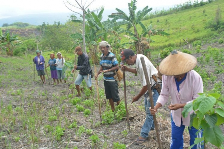 Kaum perempuan dan laki-laki secara gotong royong menanam benih padi di lahan kering di Desa Gunung, Kec. Kota Komba, Kab. Manggarai Timur, Flores, NTT, Sabtu (24/11/2018)(KOMPAS.com/ MARKUS MAKUR)