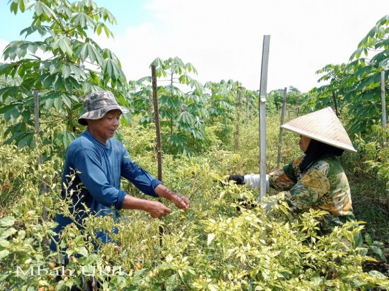 Pasangan suami istri petani. Dokumen pribadi