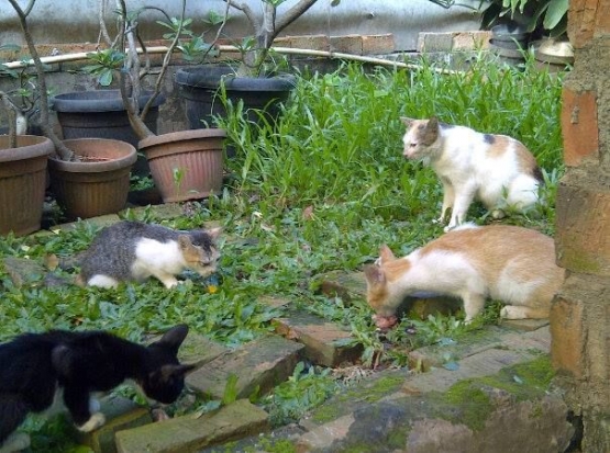 Induk kucing Grassland bersama anak-anaknya Pampa, Prairi dan Stepa sedang menyantap hidangan sarapan. | dokpri