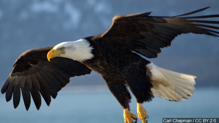 Bald Eagle, Photo Date: 2006 (Source: Carl Chapman / CC BY 2.0)