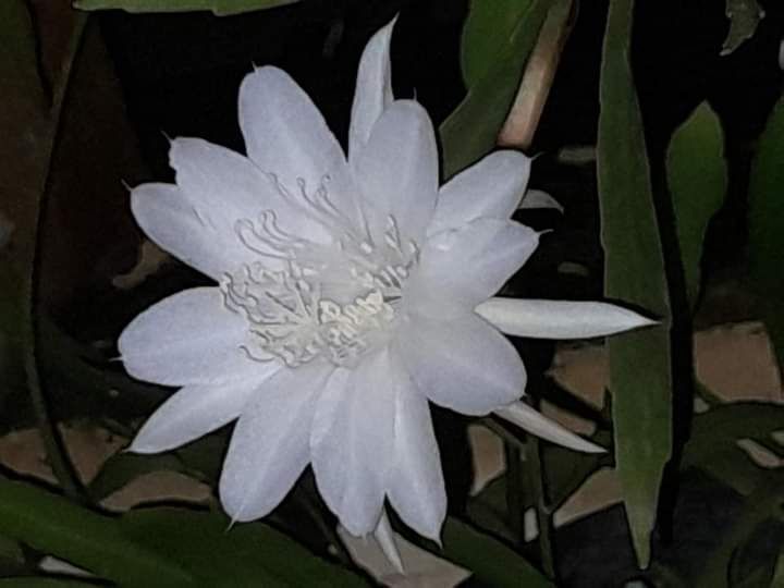 Dokpri: bunga wijaya kusuma 