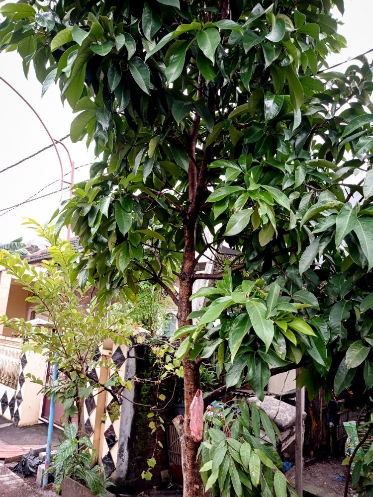Pohon Jambu Darsono (dok. Mawan Sidarta) 