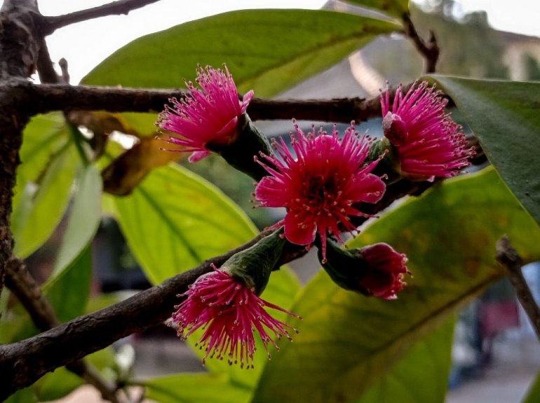 Bunga Jambu Darsono (dok. Mawan Sidarta)