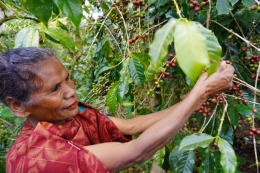 Petani kopi di Bajawa, Flores/Dok. Shutterstock/ Ariningrumss