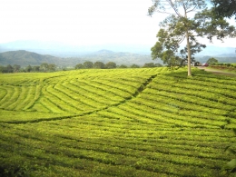 Perkebunan teh di gunung Dempo - Sumatera Selatan | dokumentasi pribadi